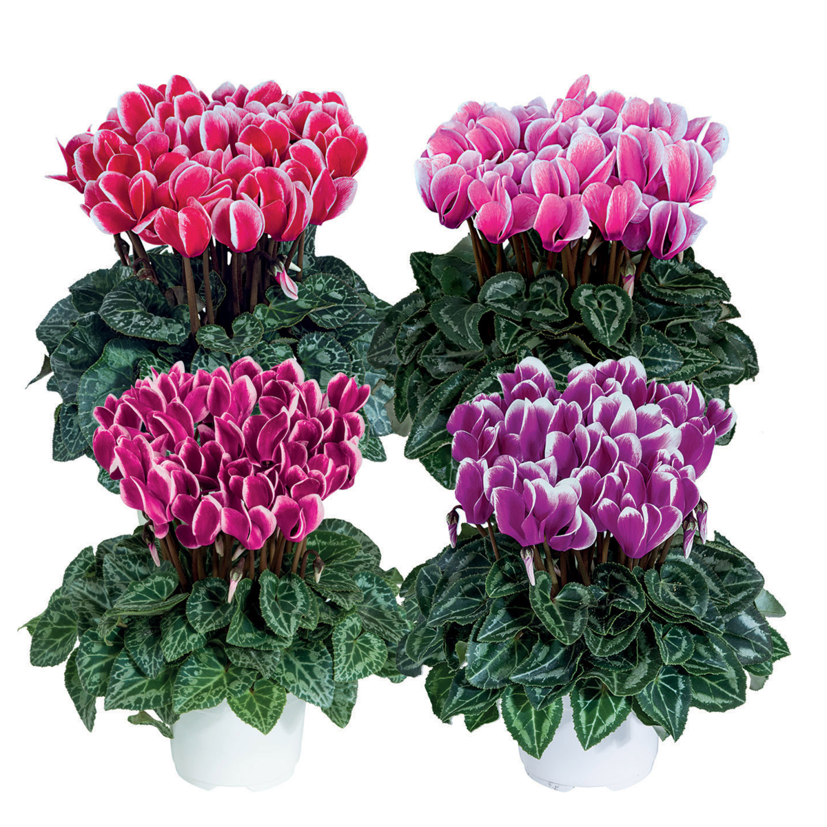 melange-bkp-3303946707.webp