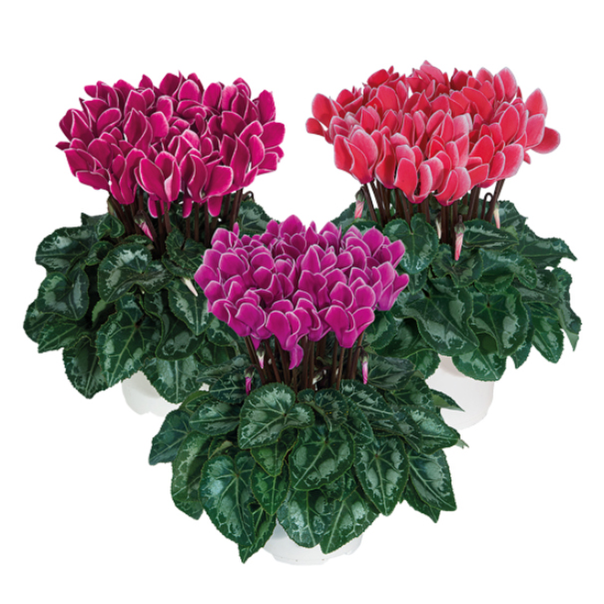 melange-lisere-exp-4911-3323144901.webp