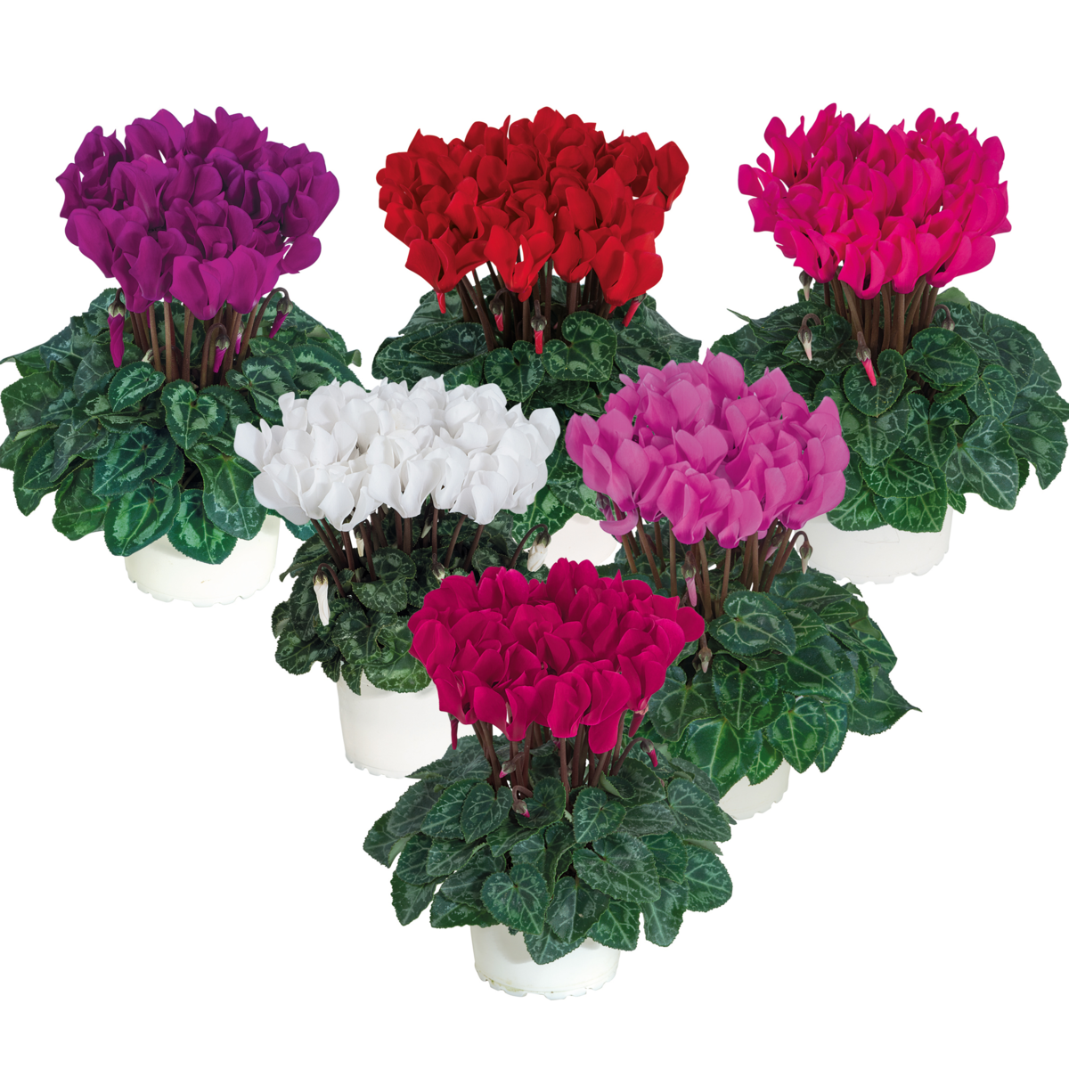 melange-micro-exp-6925-3038995286.webp