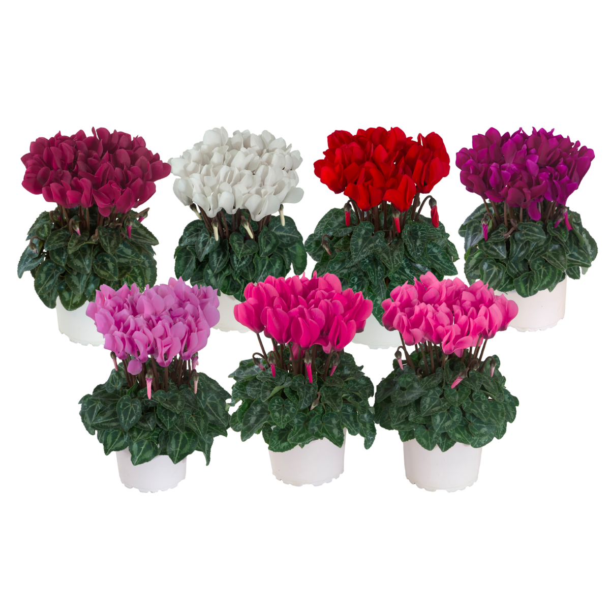 melange-nord-exp-107991-480894174.webp