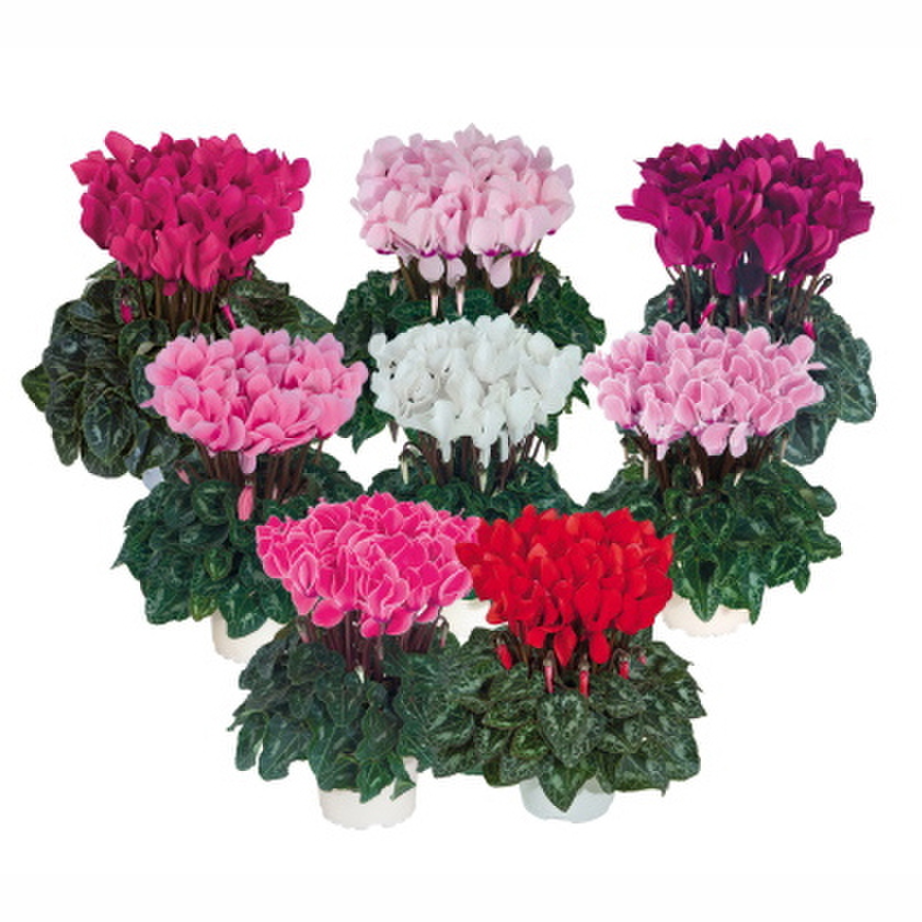 melange-north-exp-3930-2937736084.webp