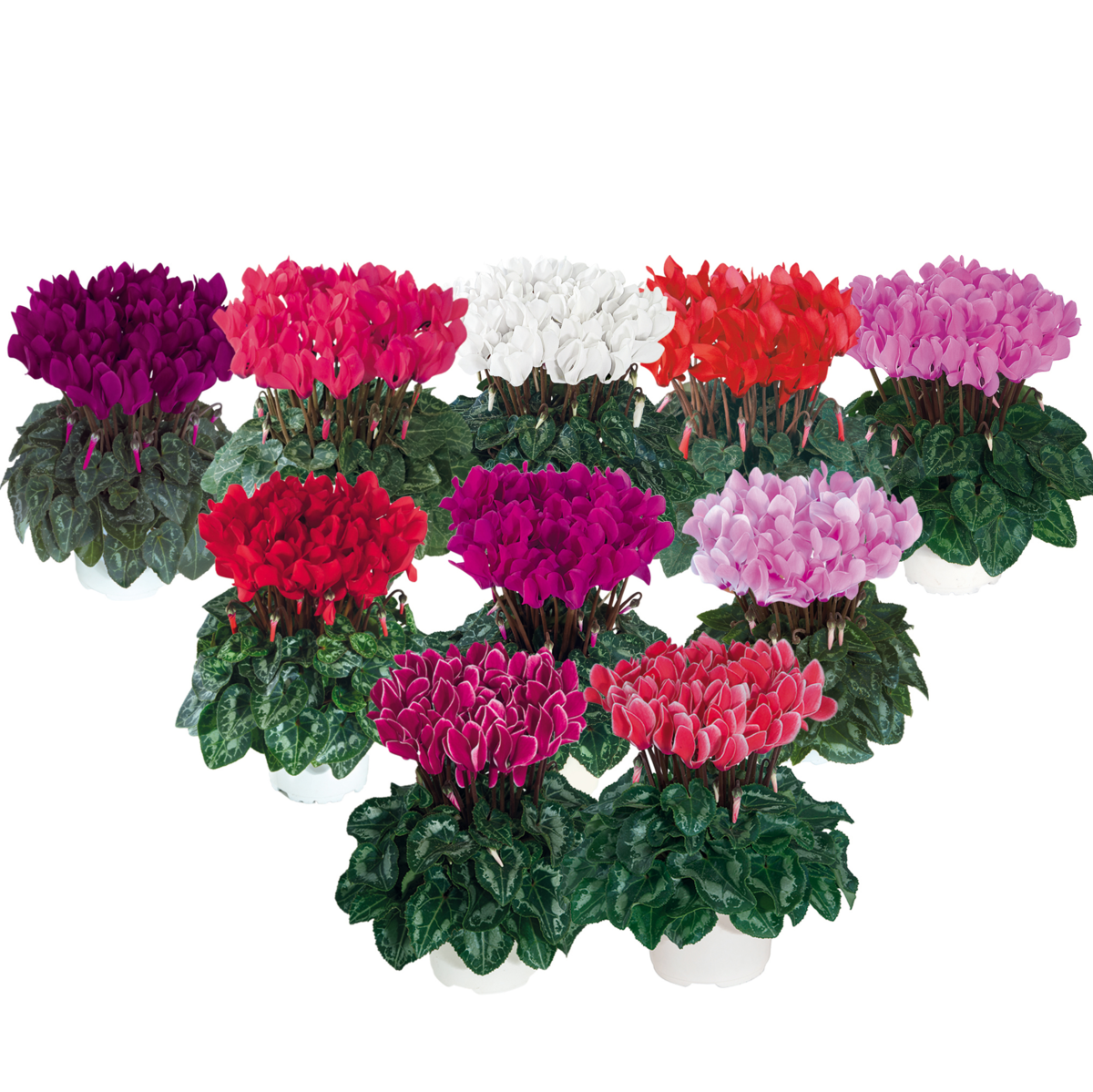 melange-sud-exp-4931-1233223308.webp