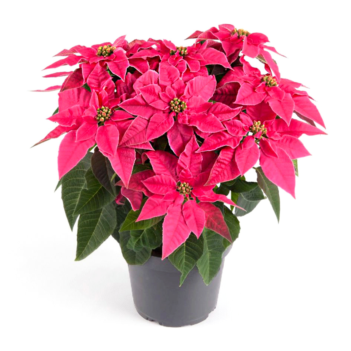midi-hot-pink-2058312818.webp