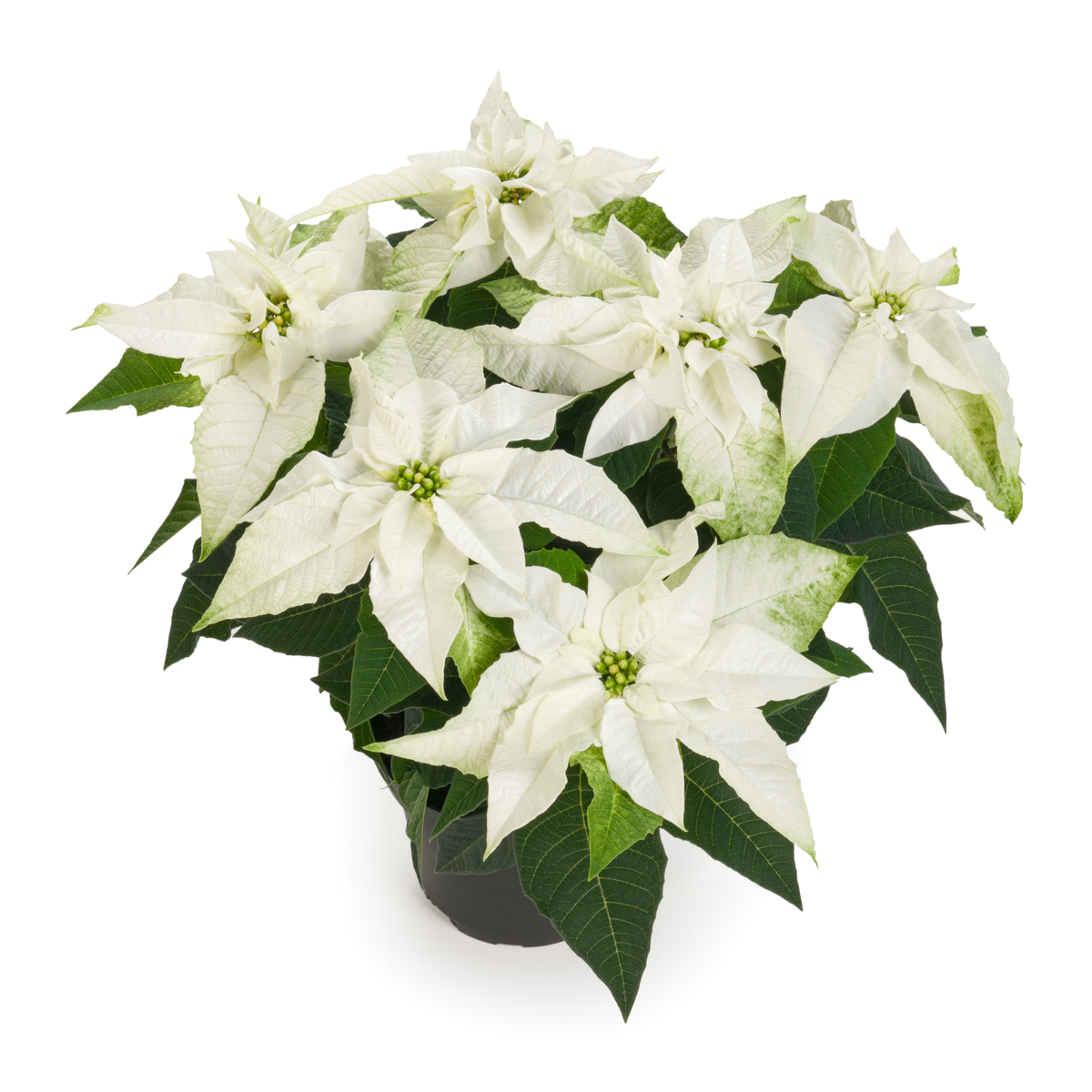 midi-white-1441762221.webp