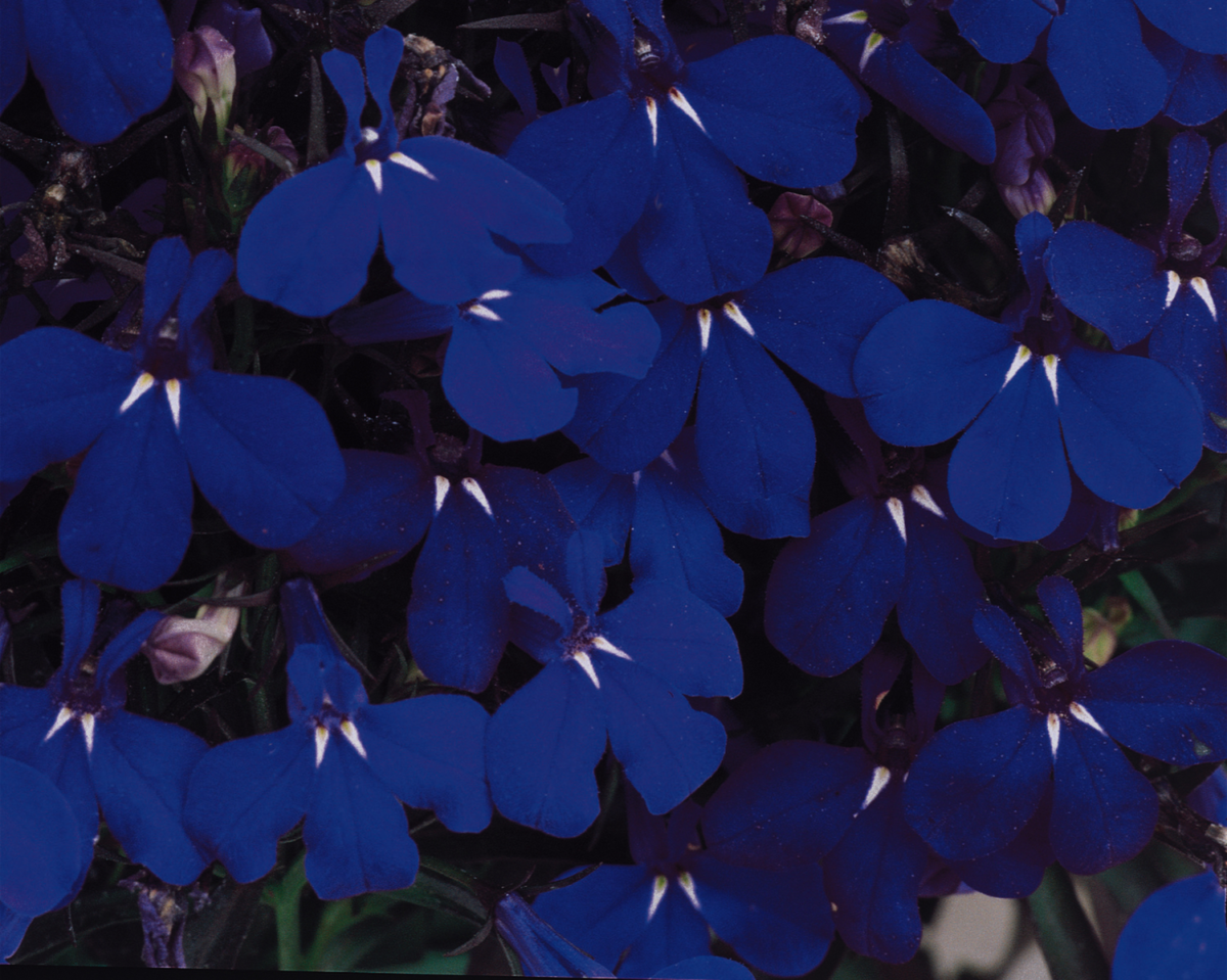 midnight-blue-671185274.webp