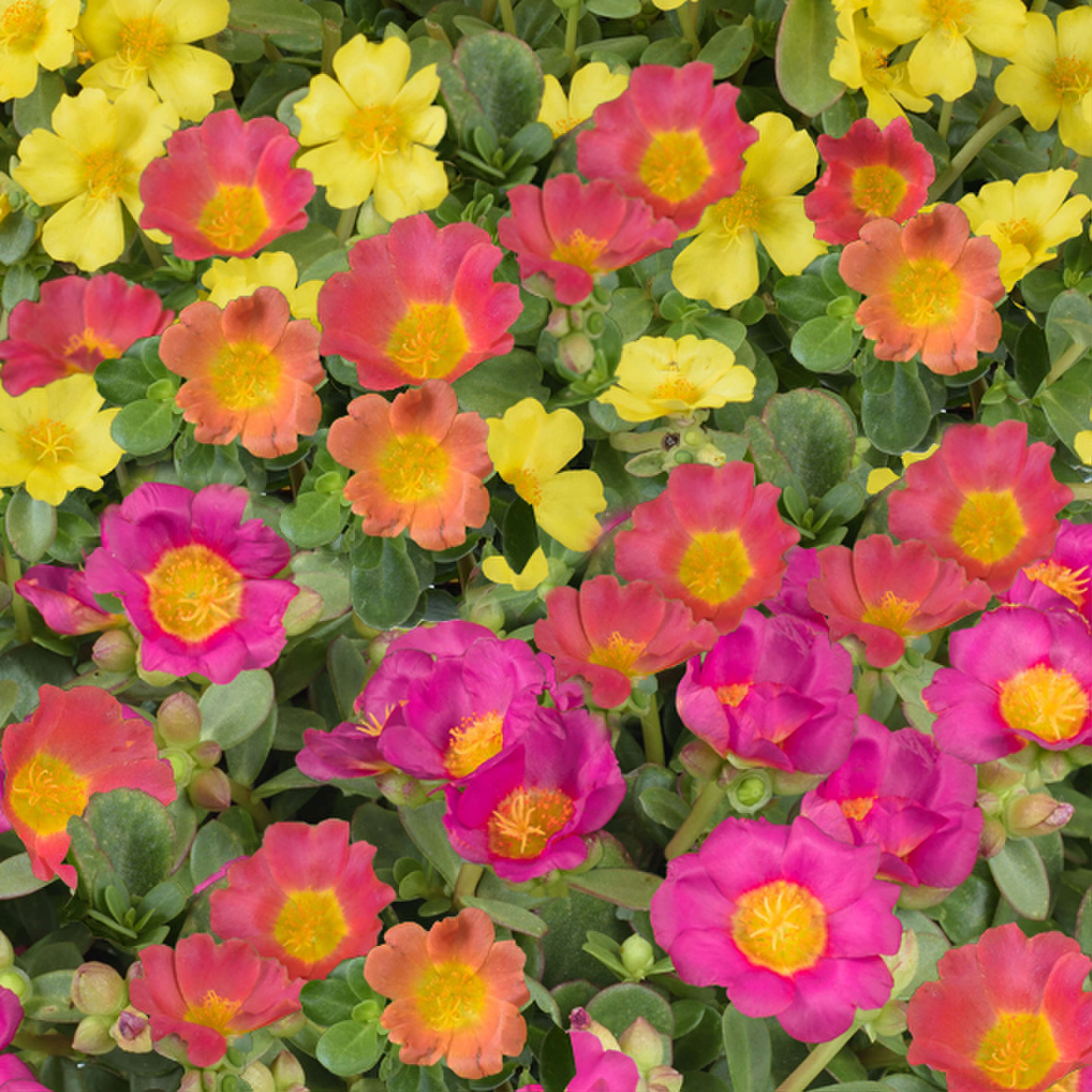 mix-1-yellow-fuchsia-hotpink-3927555695.webp