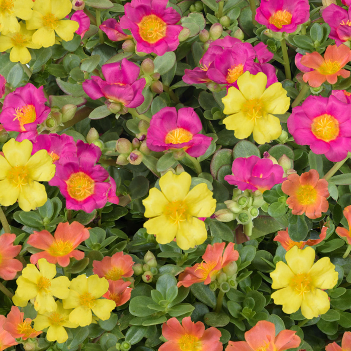 mix-2-yellow-fuchsia-orange-694992029.webp