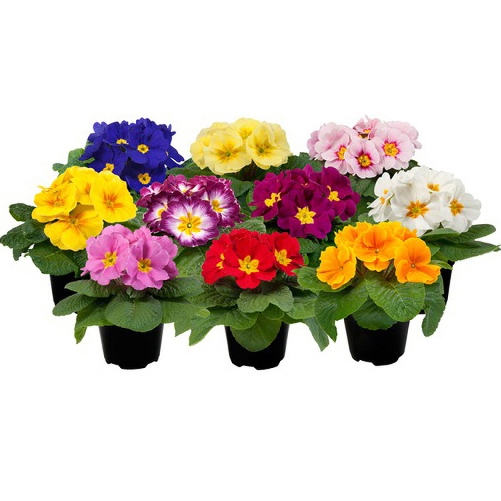 mix-343403724.webp