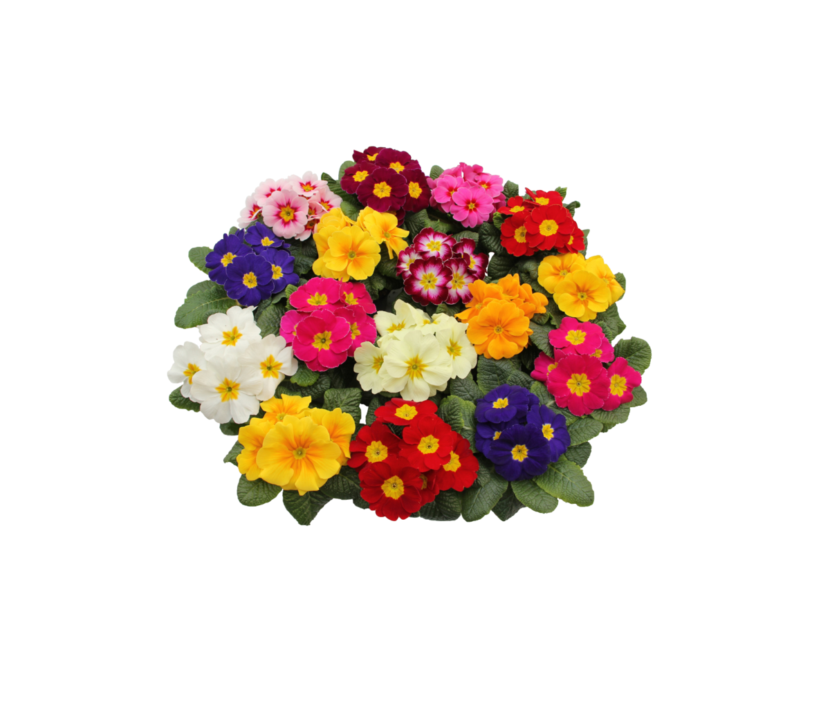 mix-impr-2301244113.webp