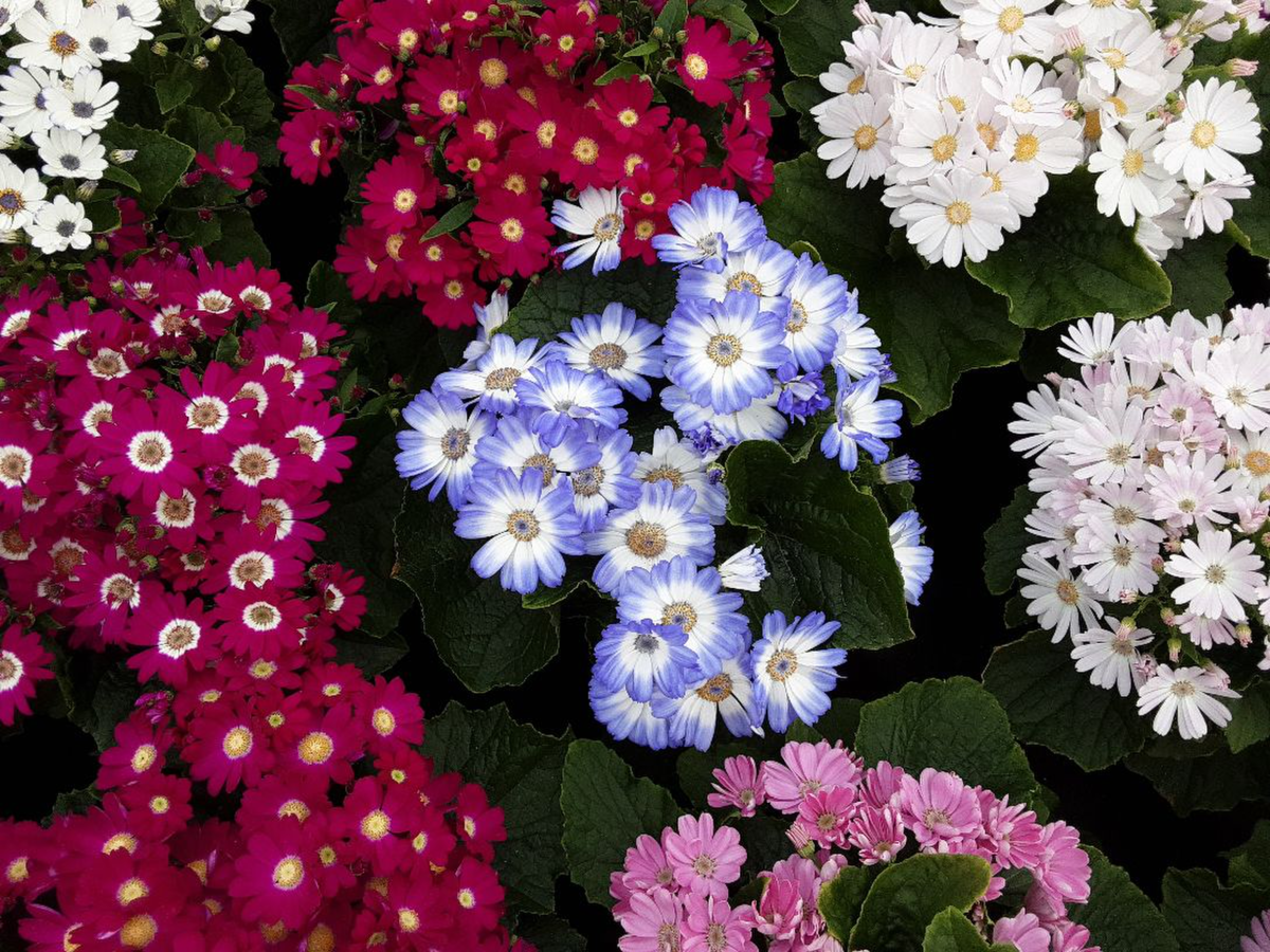 mixture-1402484897.webp