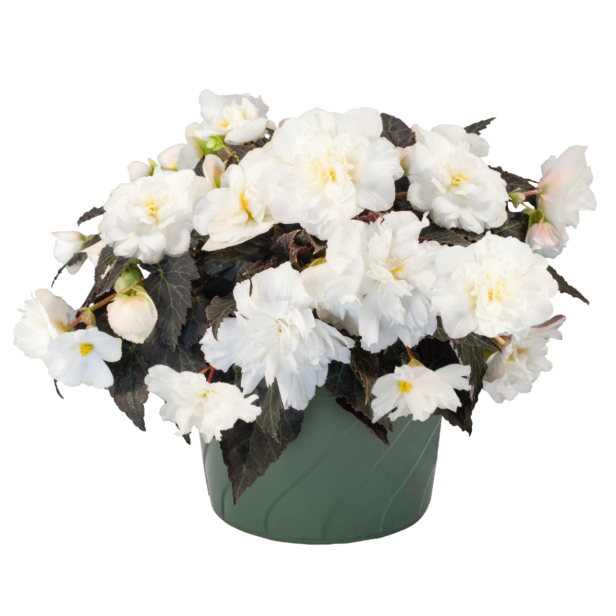 mocca-white-349431435.webp
