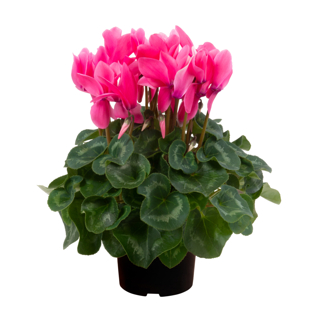 neon-pink-07-352552140.webp
