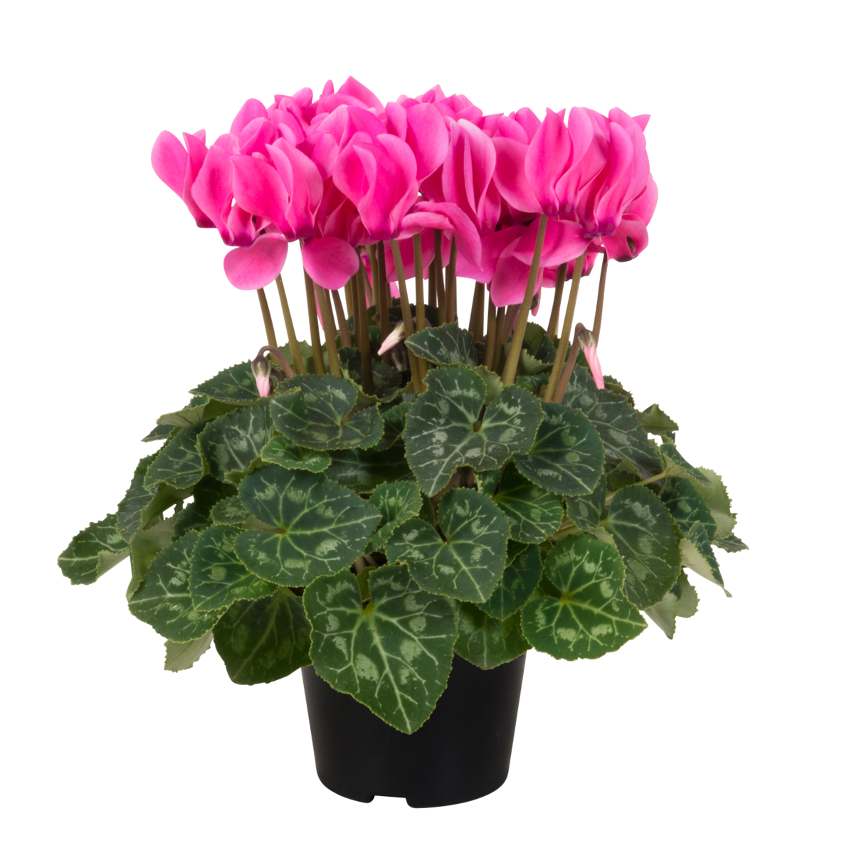 neon-pink-1265534785.webp