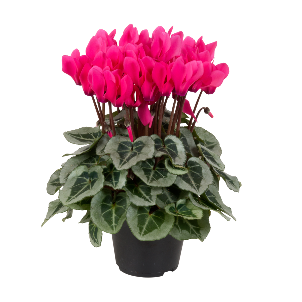neon-pink-3275038368.webp