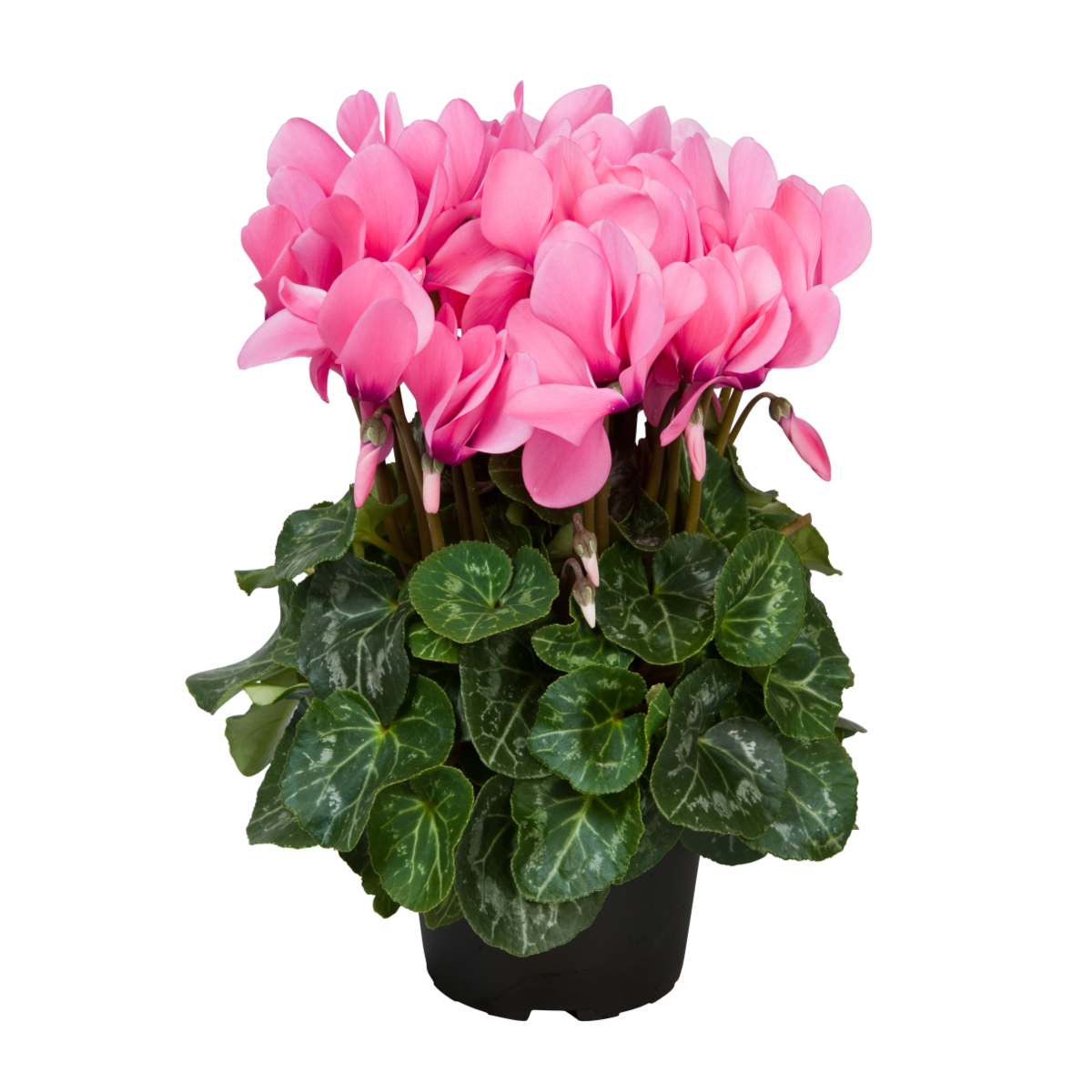 neon-pink-3930833391.webp