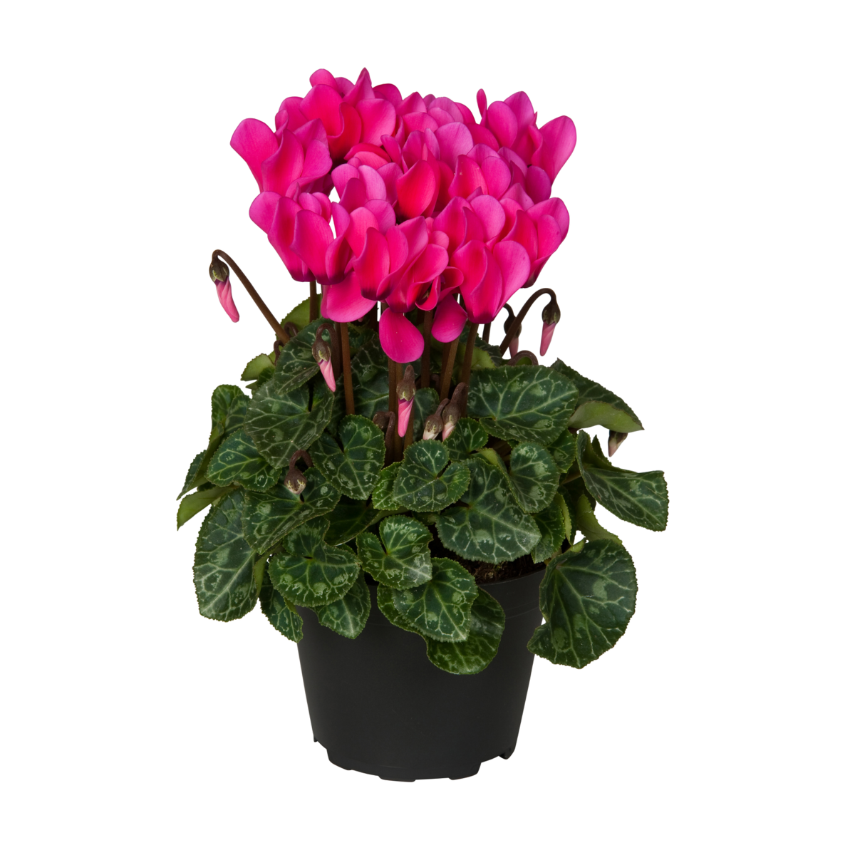 neon-pink-4240632159.webp