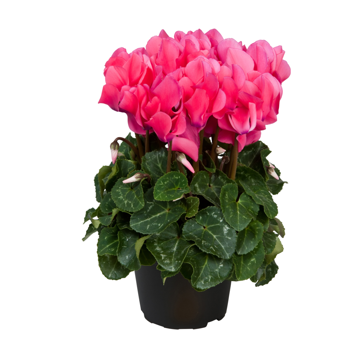 neon-pink-479069463.webp