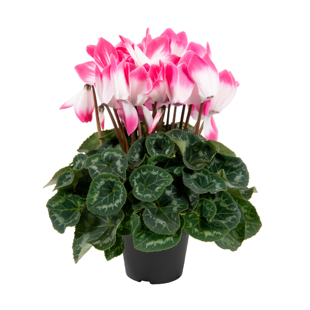 neon-pink-484822364.webp