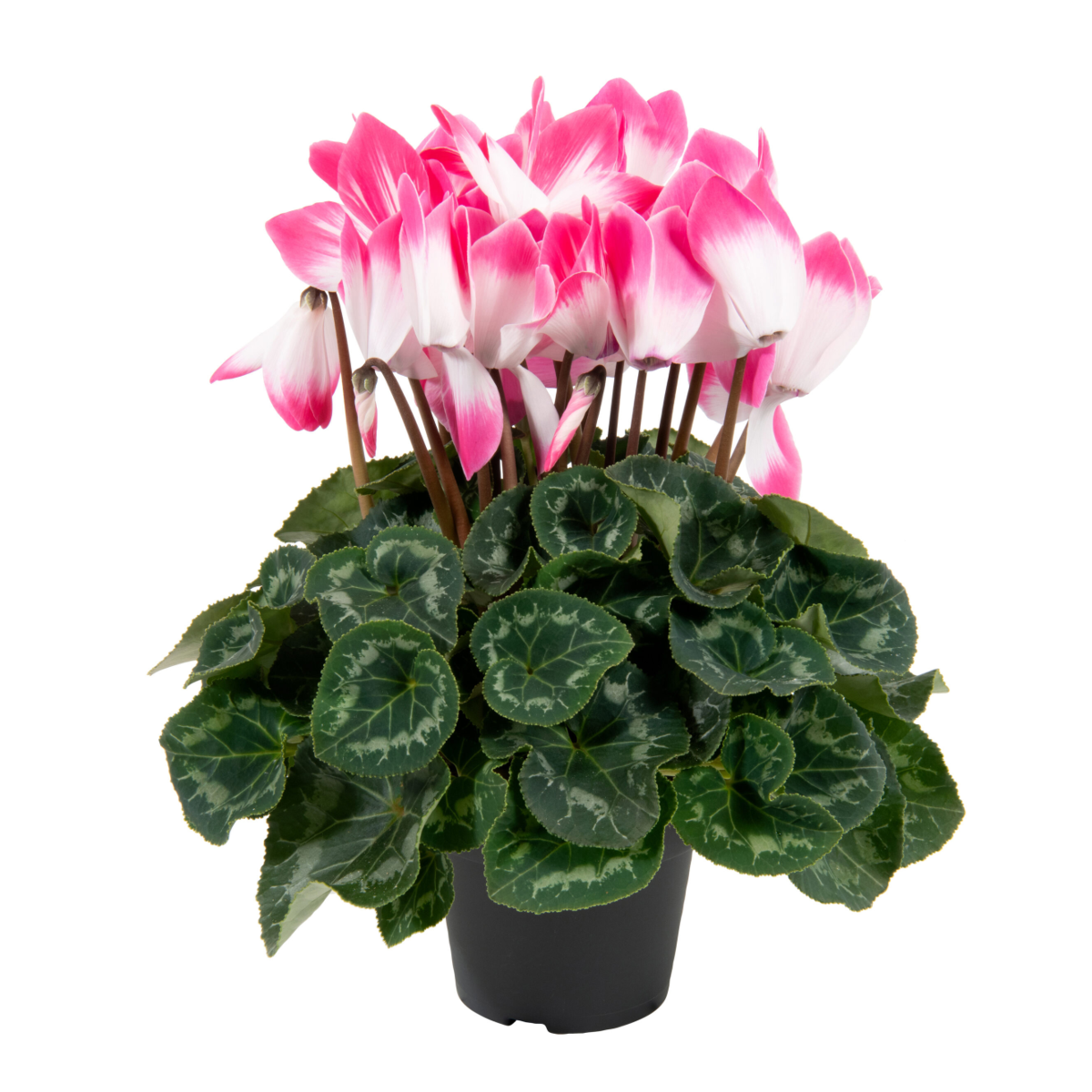 neon-pink-952379371.webp