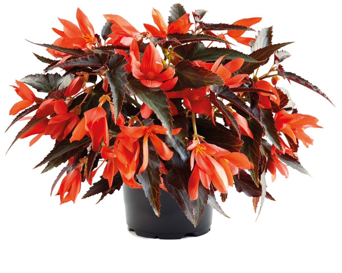 night-fever-papaya-2699814978.webp