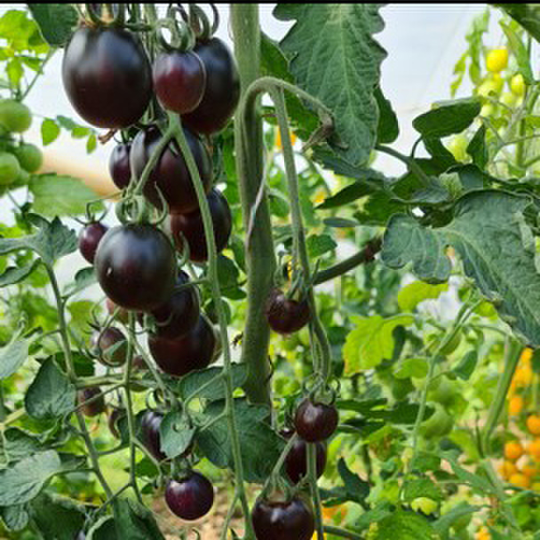 nightshade-f1-2243907424.webp