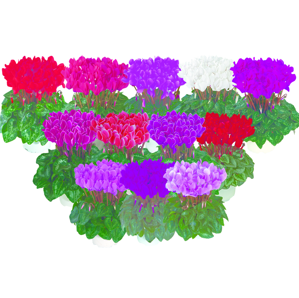 north-mix-exp-4933-311411437.webp