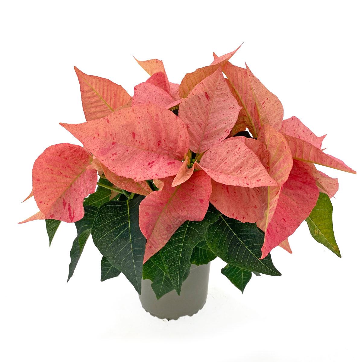 nova-cinnamon-pon-190-3219059486.webp