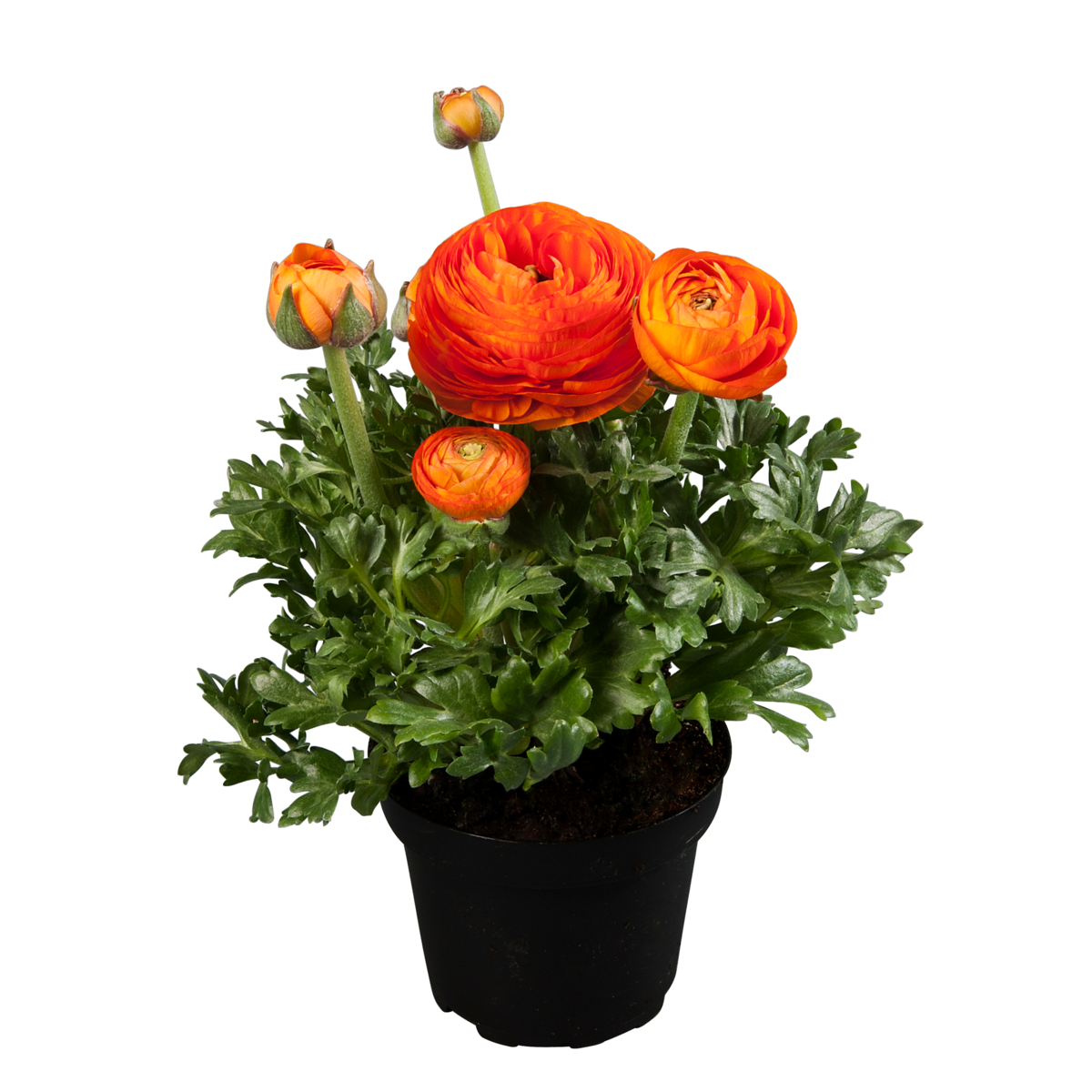 orange-07-3986739504.webp