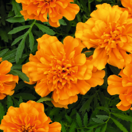 orange-1170325827.webp