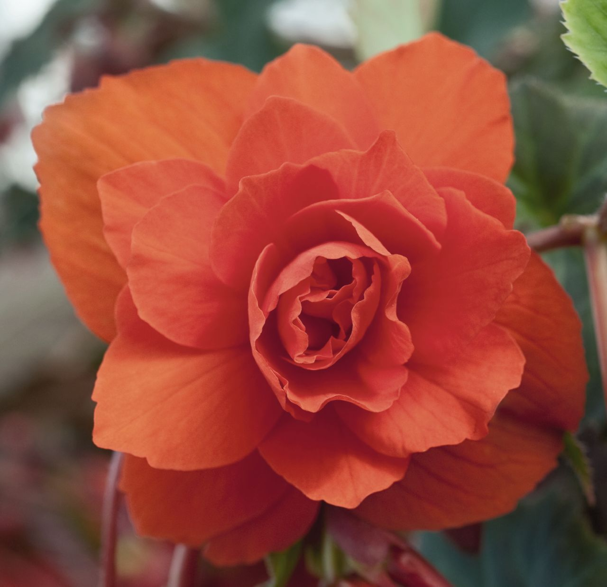 orange-188386743.webp