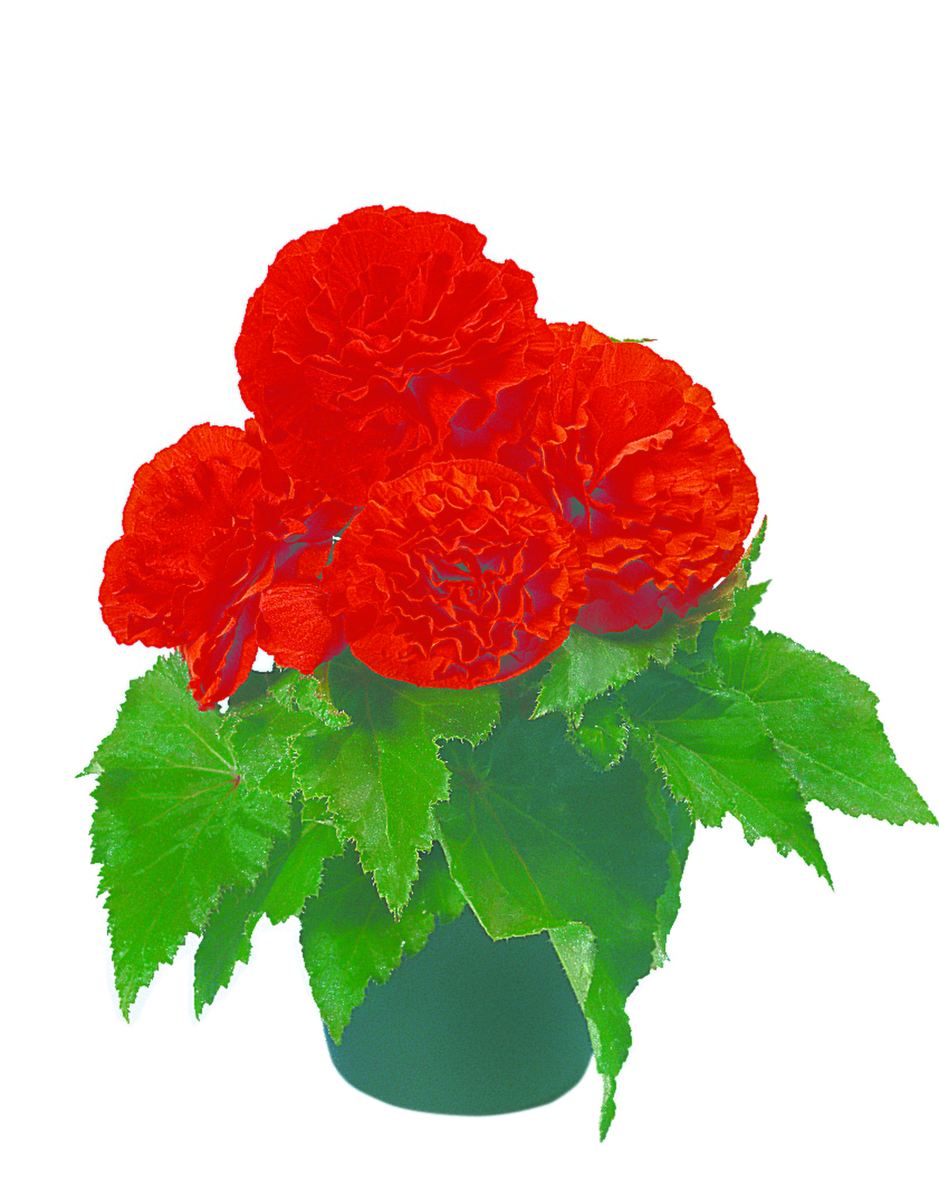 orange-2181051702.webp