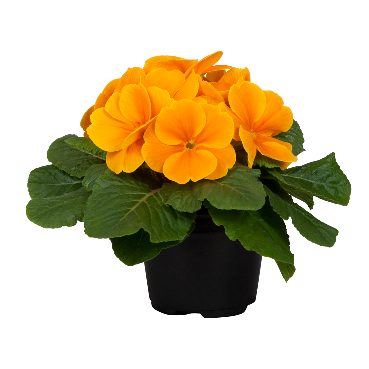 orange-2455170678.webp