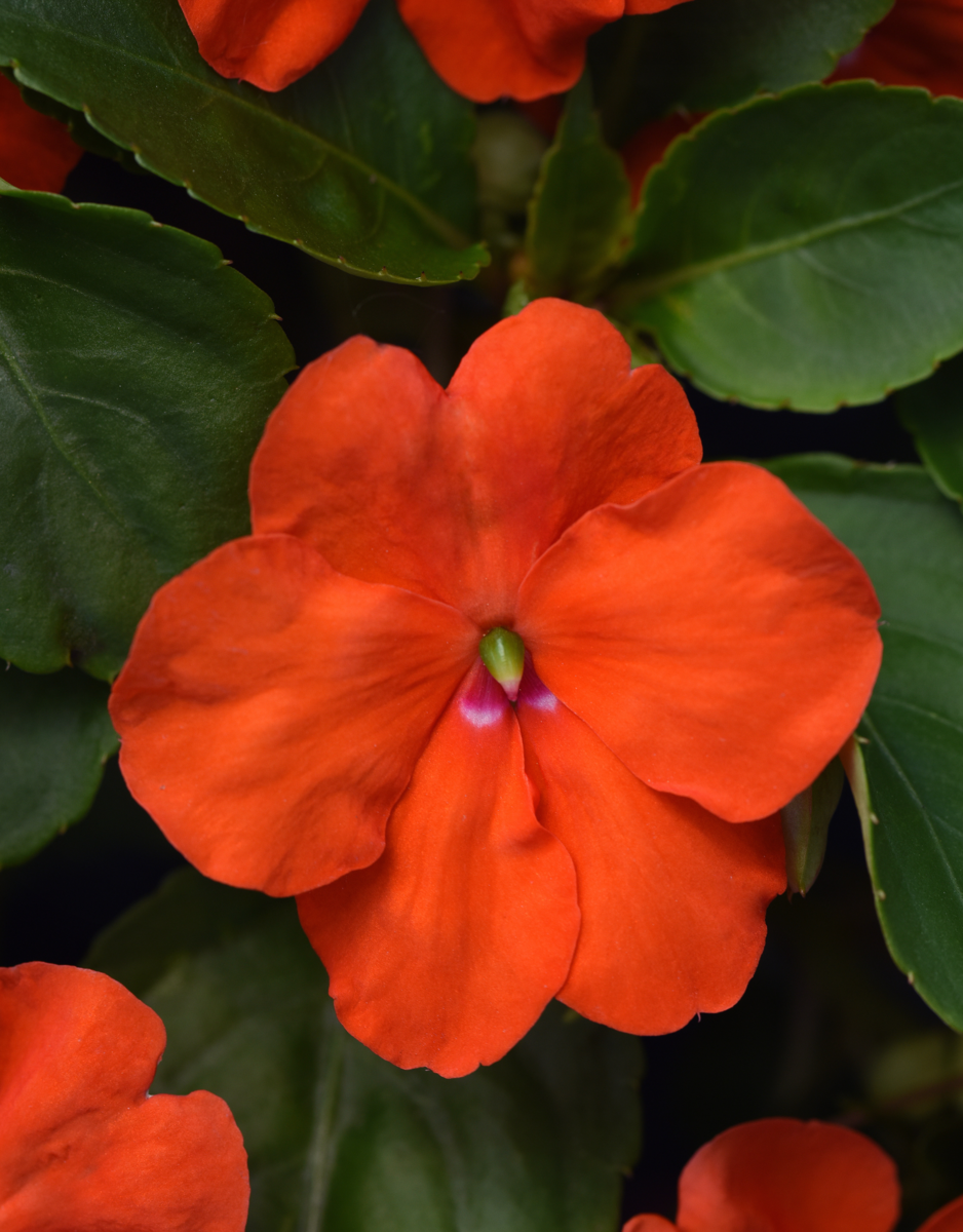 orange-2592026455.webp
