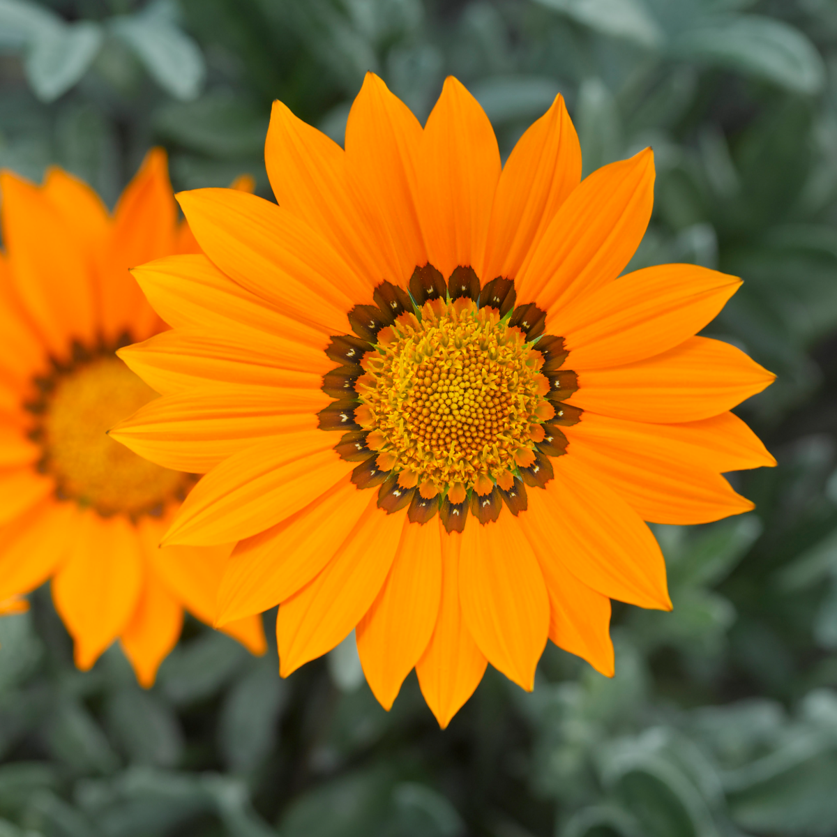 orange-3228633751.webp