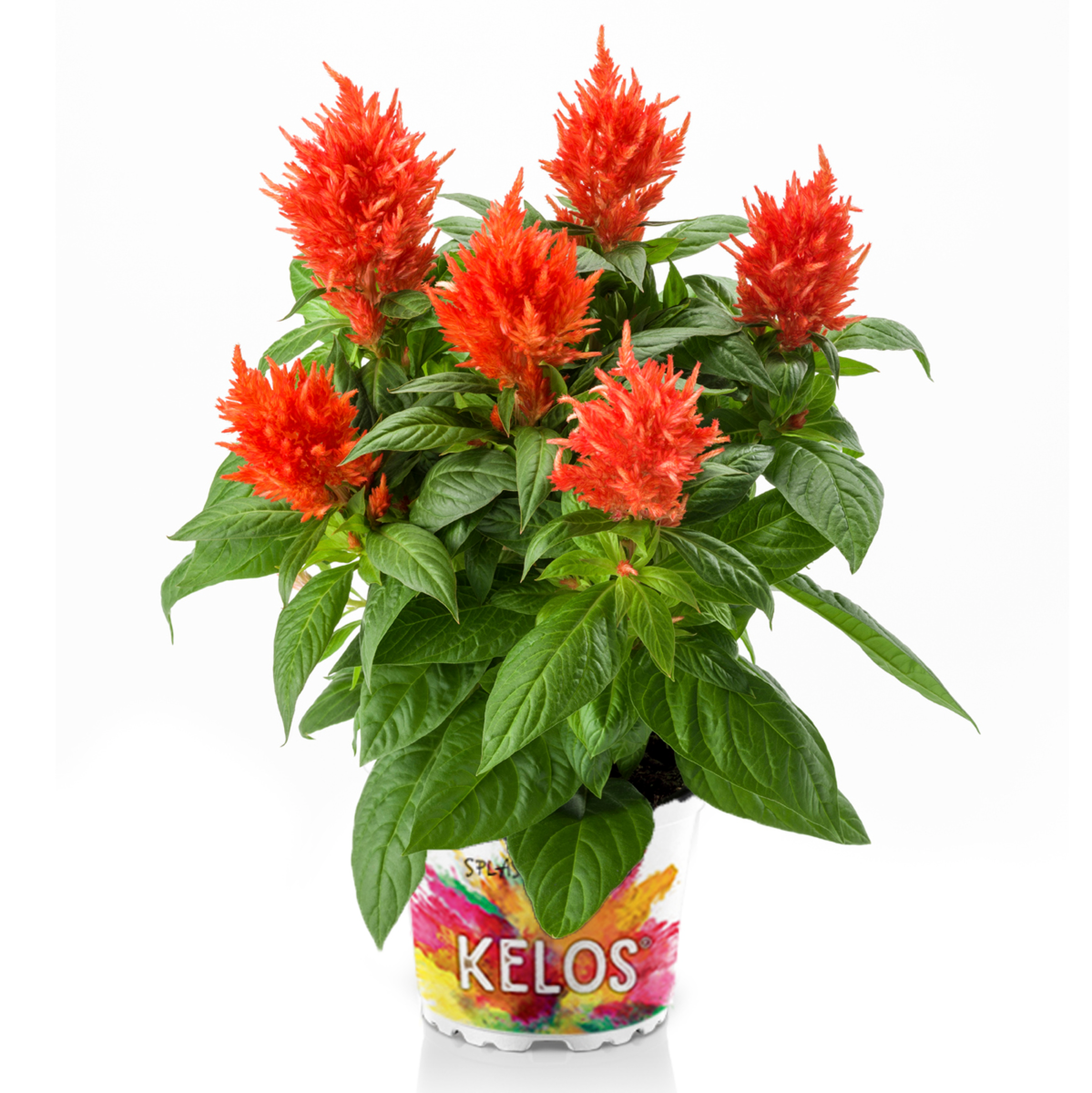 orange-3254651474.webp