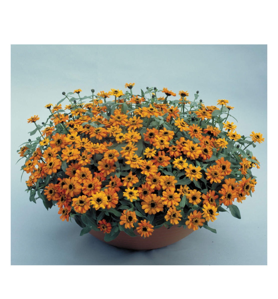 orange-344017613.webp
