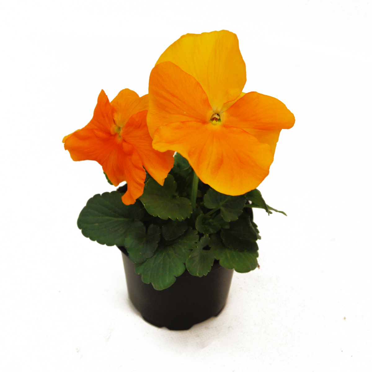 orange-3519064683.webp
