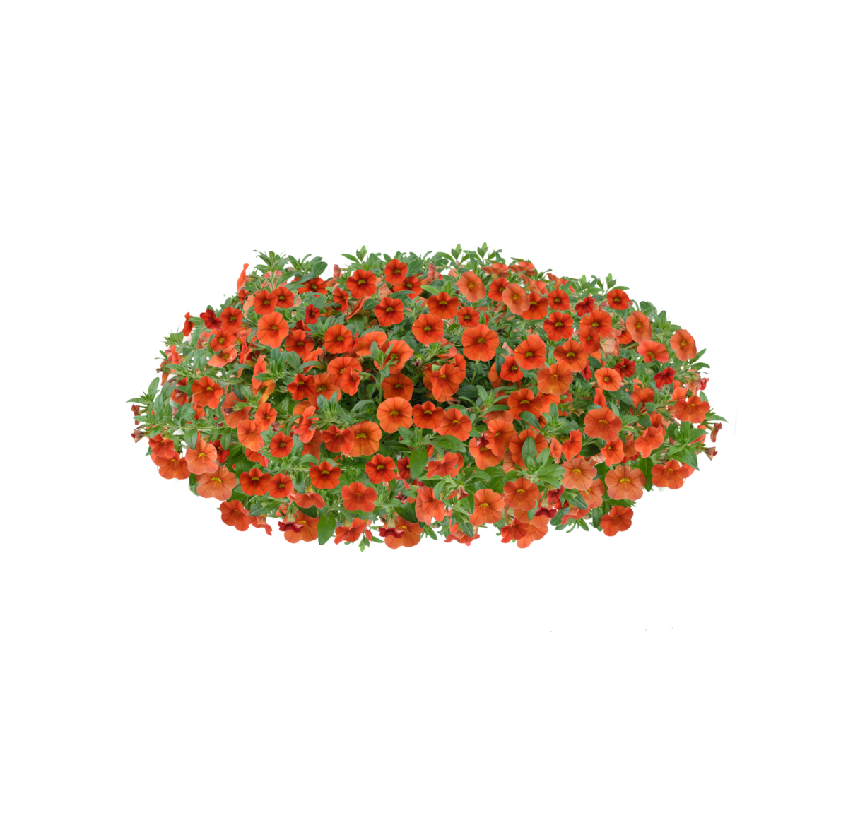 orange-635720412.webp