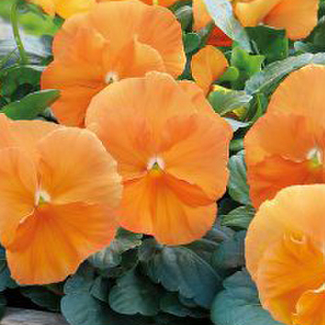 orange-802562135.webp