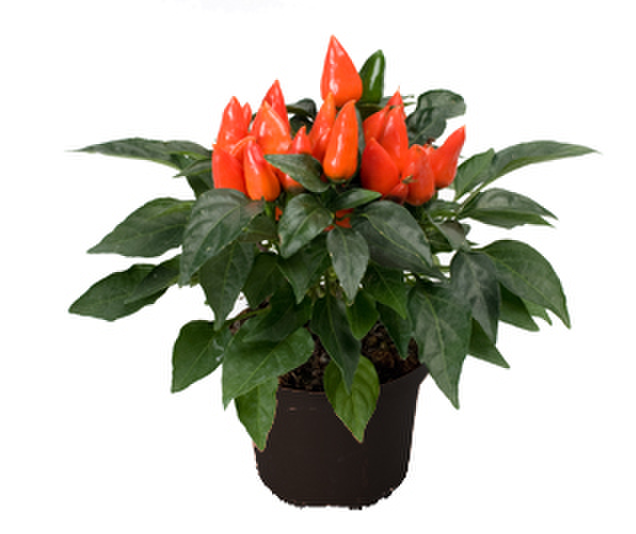 orange-818573058.webp