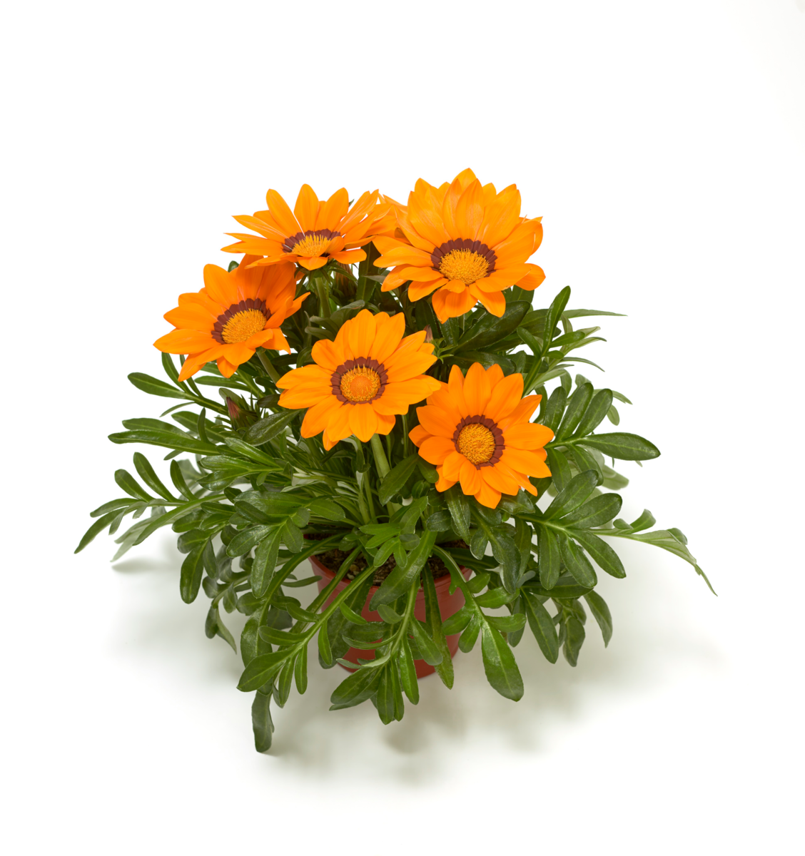orange-825463468.webp
