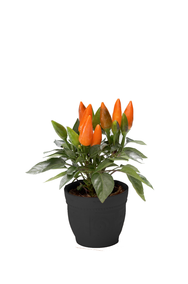 orange-deep-3408947870.webp