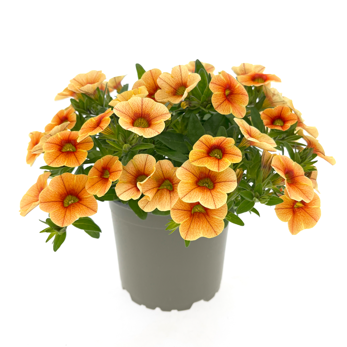 orange-firefly-clst0036-1143888178.webp