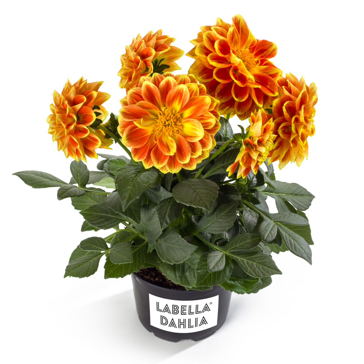 orange-flame-3429226589.webp