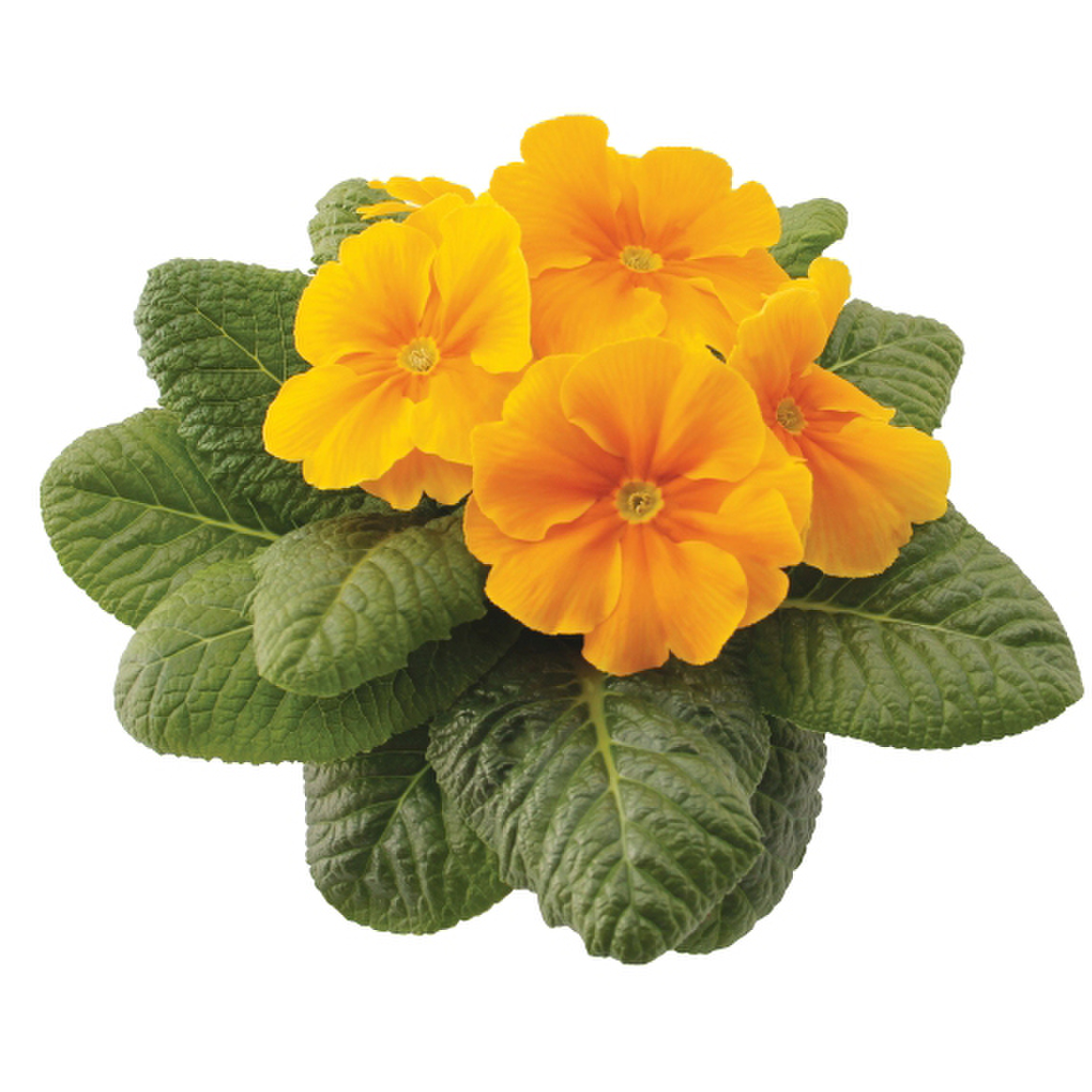 orange-gold-2603675761.webp
