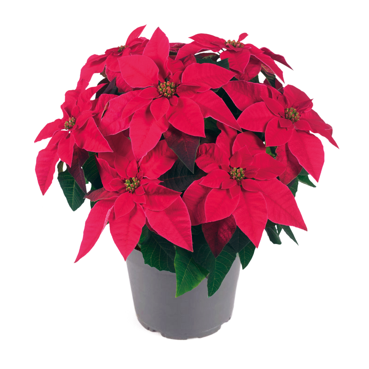 orange-red-1522604993.webp