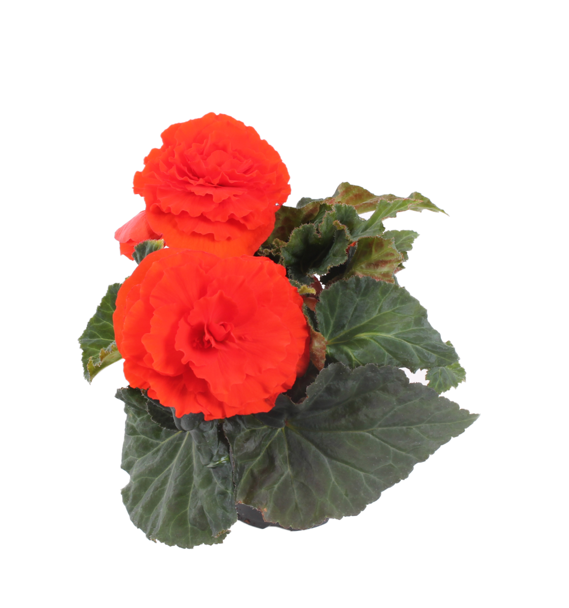 orange-shades-3764104736.webp