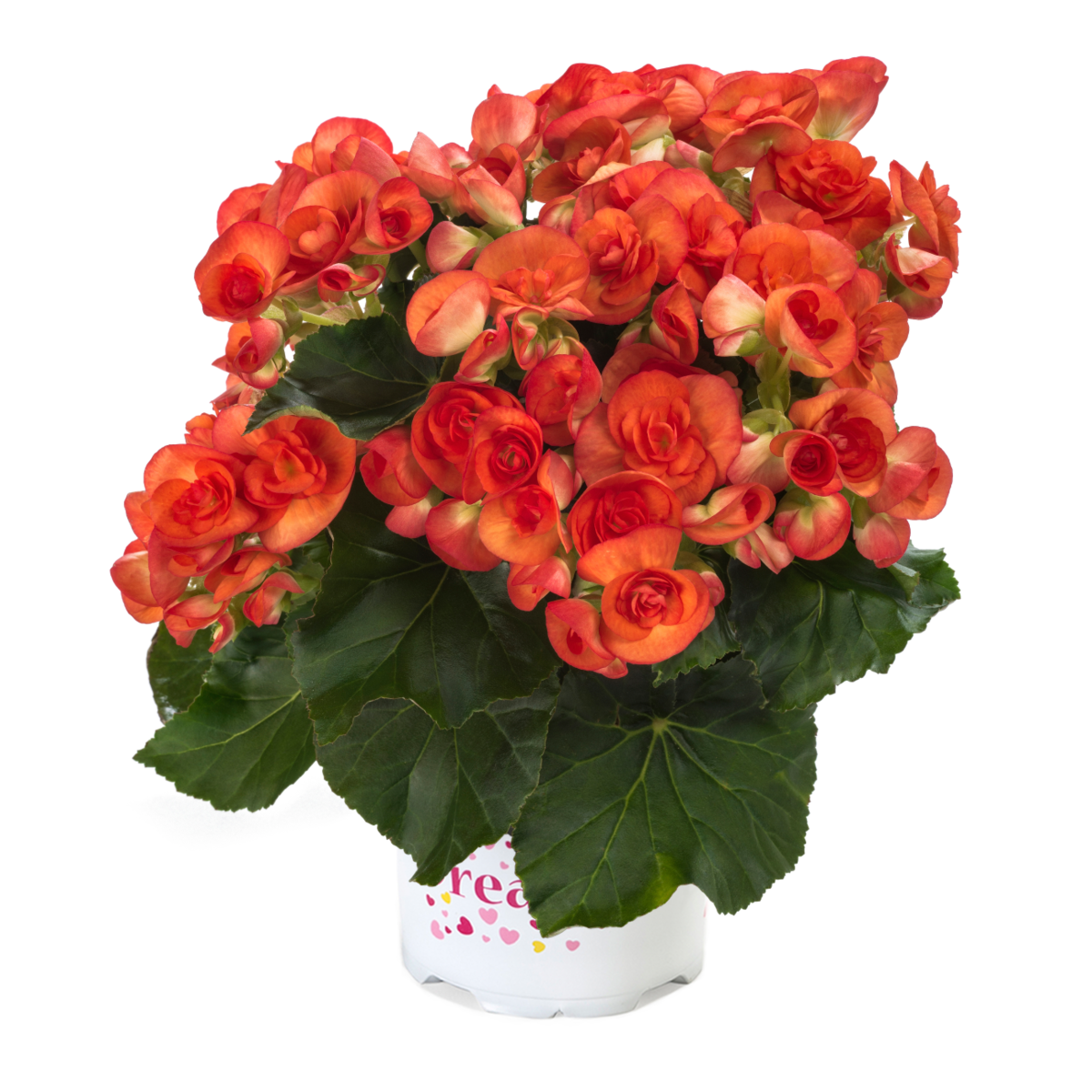 orange-stone-sara-596478606.webp
