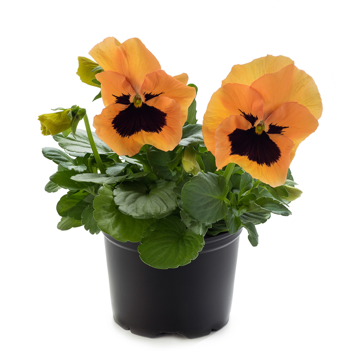 orange-with-blotch-2094425694.webp