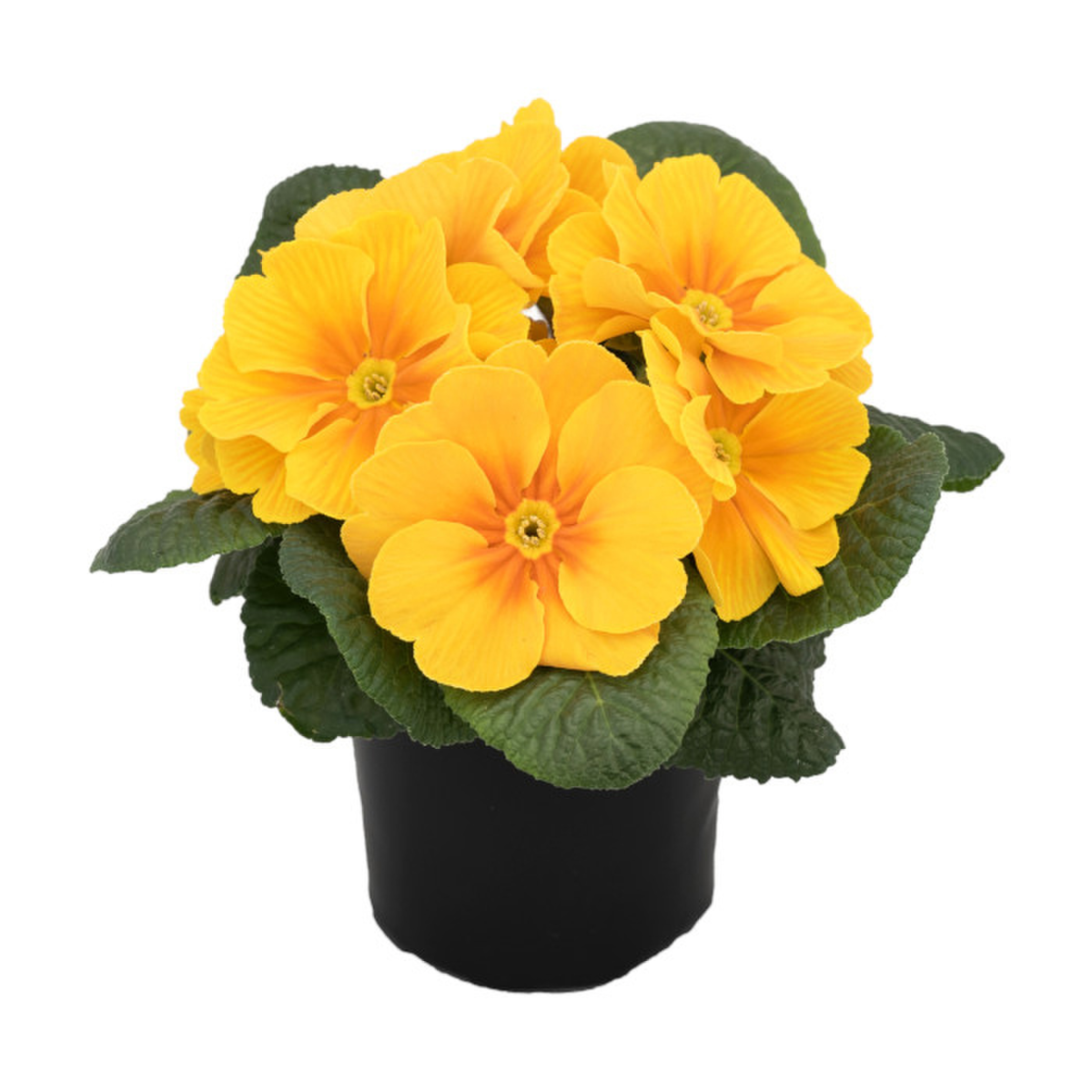 orange-yellow-965547799.webp